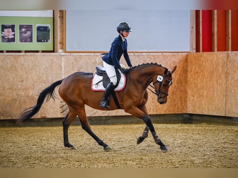 Schweizer Warmblut Stute 4 Jahre 161 cm Brauner in Bern