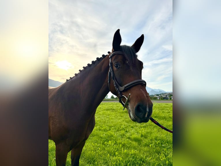 Schweizer Warmblut Stute 4 Jahre 163 cm Brauner in Malans GR