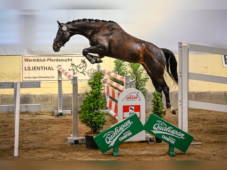 Schweizer Warmblut Stute 4 Jahre 163 cm Schwarzbrauner in Forch