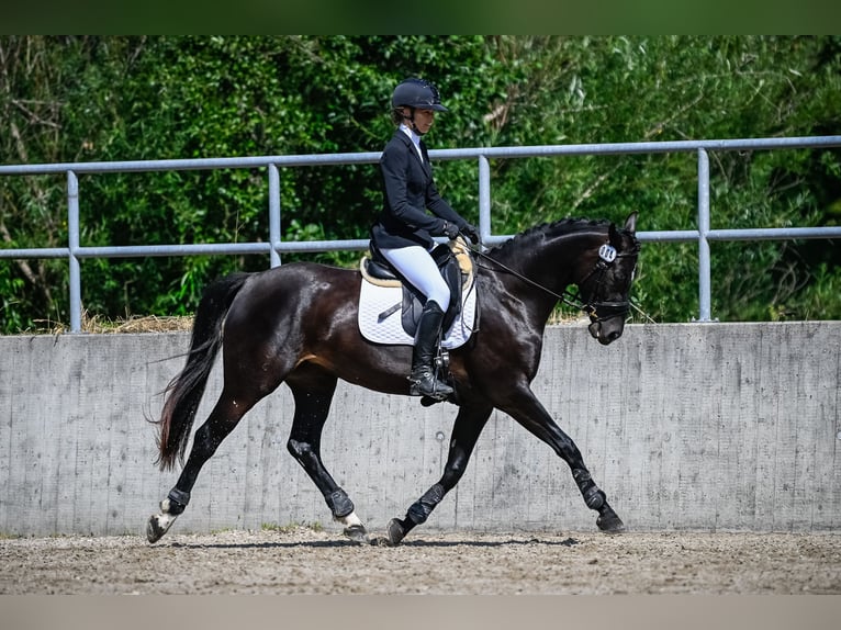 Schweizer Warmblut Stute 4 Jahre 163 cm Schwarzbrauner in Forch