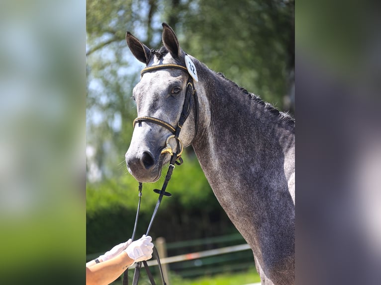 Schweizer Warmblut Stute 4 Jahre 165 cm Schimmel in Unterbach BE