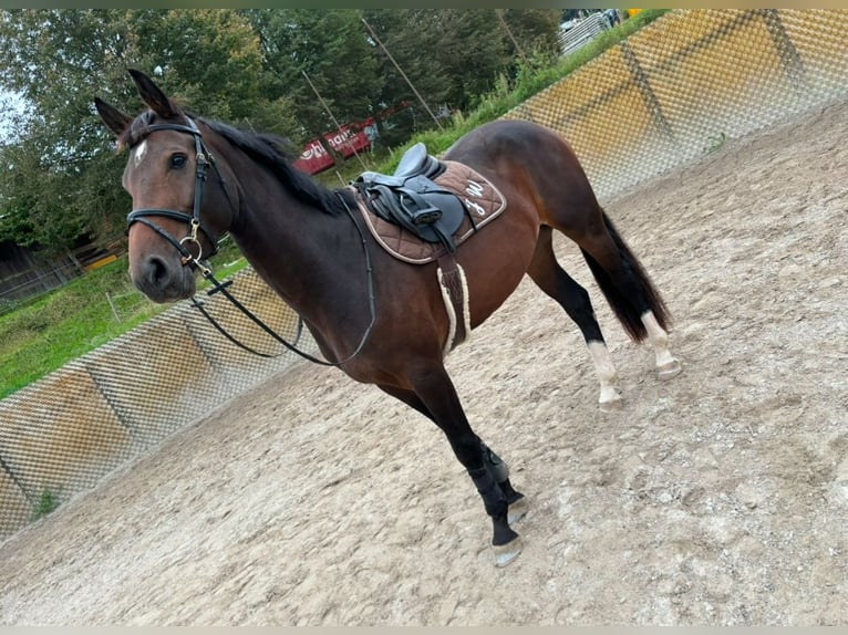 Schweizer Warmblut Stute 4 Jahre 166 cm Brauner in Enggistein