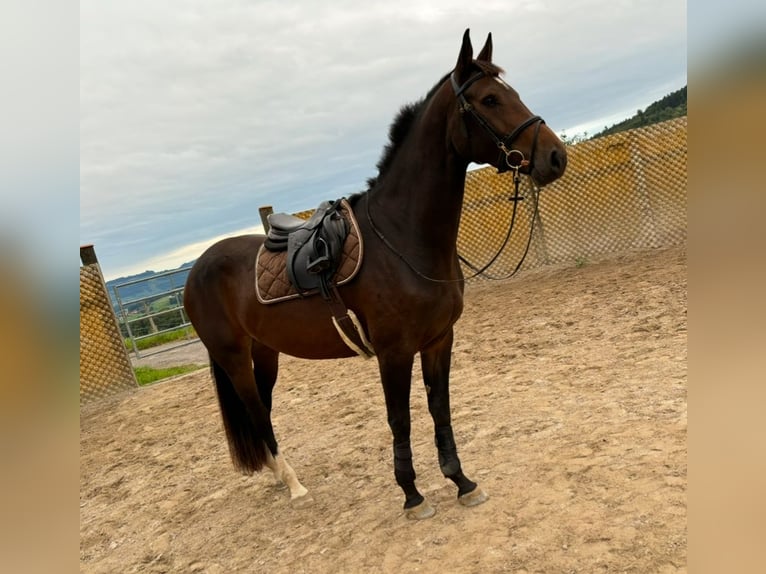 Schweizer Warmblut Stute 4 Jahre 166 cm Brauner in Enggistein