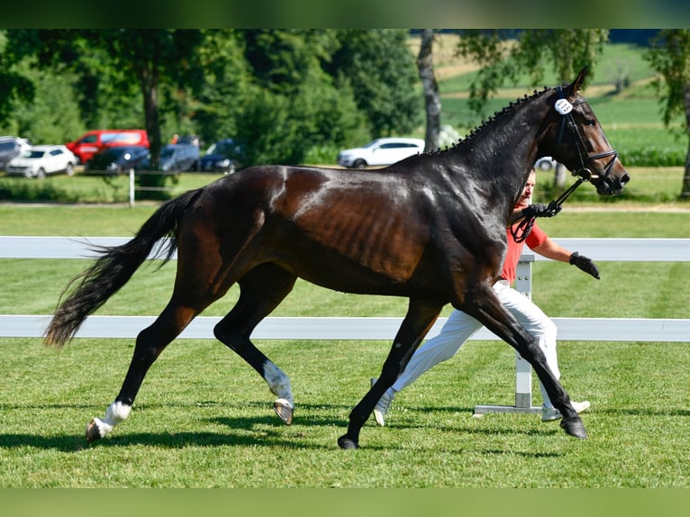 Schweizer Warmblut Stute 4 Jahre 172 cm Brauner in Schönholzerswilen