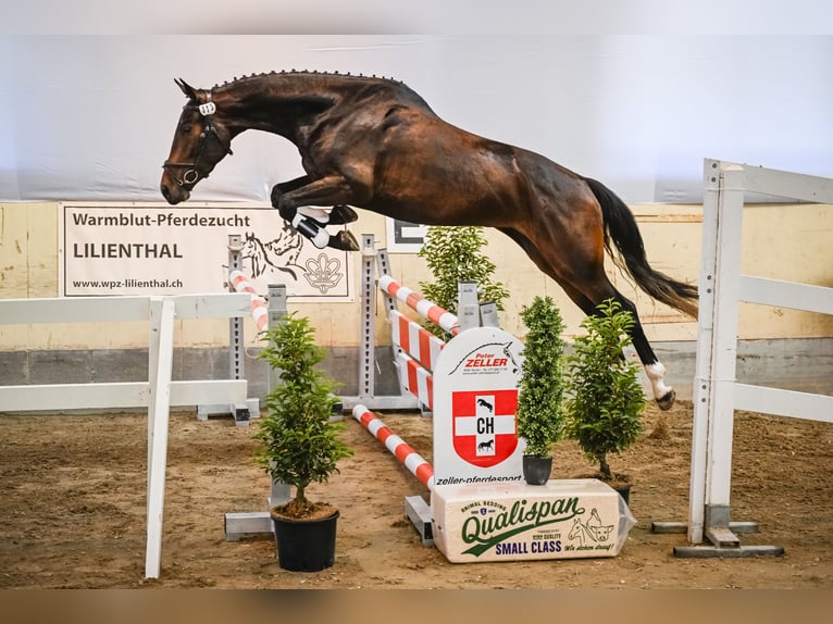 Schweizer Warmblut Stute 4 Jahre 172 cm Brauner in Schönholzerswilen