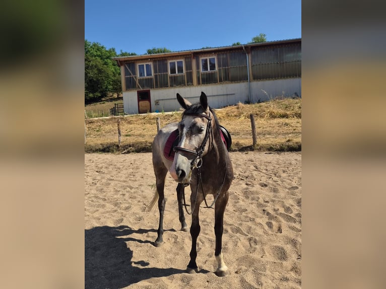 Schweizer Warmblut Stute 5 Jahre 155 cm Braunfalbschimmel in LHôpital-Saint-Lieffroy