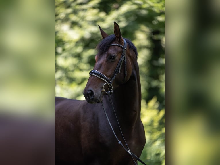 Schweizer Warmblut Stute 5 Jahre 160 cm Dunkelbrauner in Turtmann