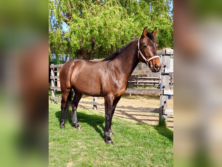 Schweizer Warmblut Mix Stute 5 Jahre 161 cm Dunkelbrauner in Turtmann