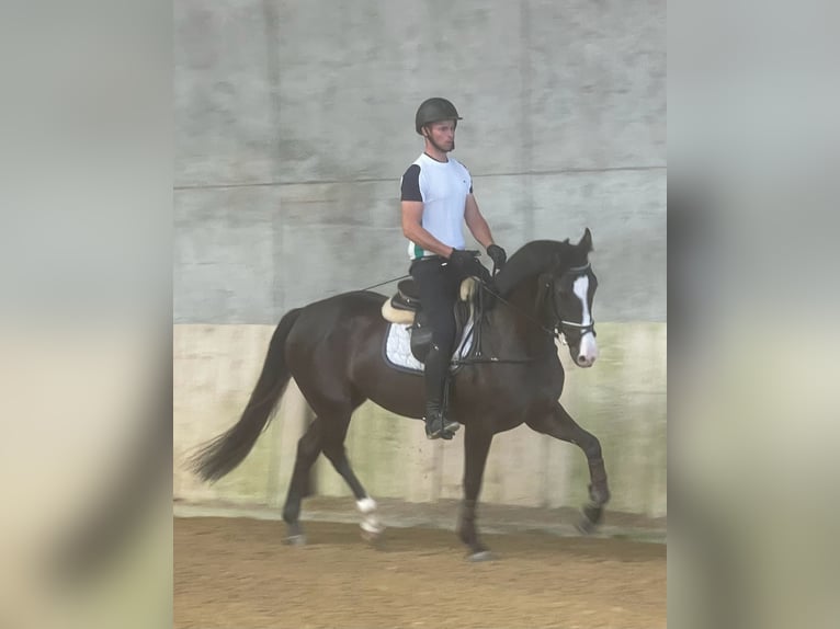 Schweizer Warmblut Stute 5 Jahre 163 cm Dunkelbrauner in Mägenwil