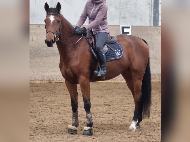 Schweizer Warmblut Stute 5 Jahre 167 cm Brauner in Langenthal