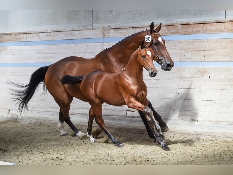 Schweizer Warmblut Stute 5 Jahre 167 cm Brauner in Langenthal