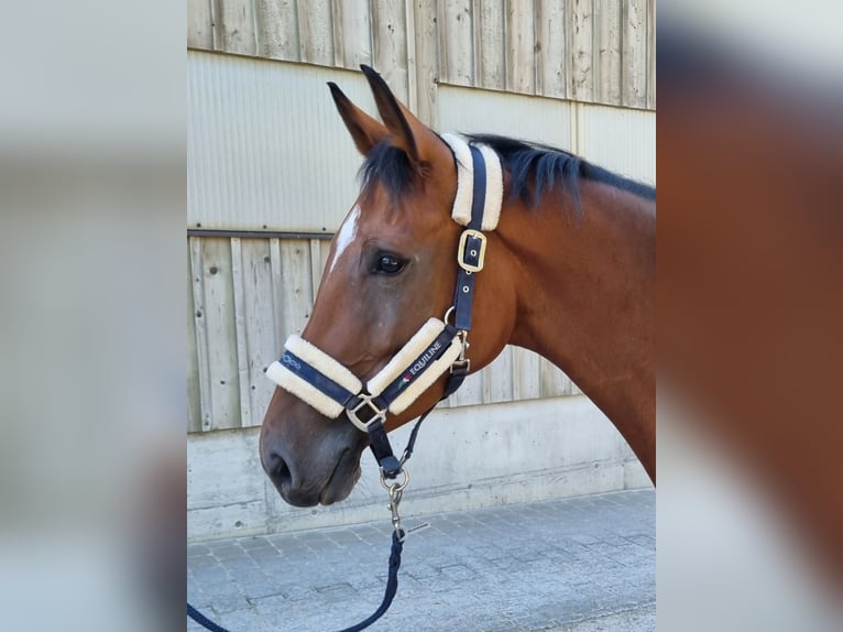 Schweizer Warmblut Stute 5 Jahre 167 cm Brauner in Langenthal