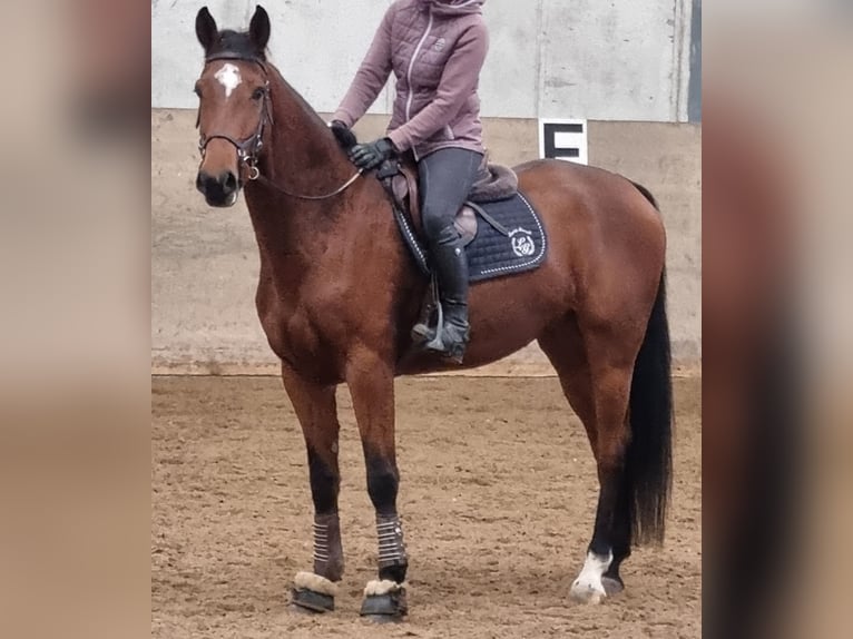 Schweizer Warmblut Stute 5 Jahre 167 cm Brauner in Langenthal