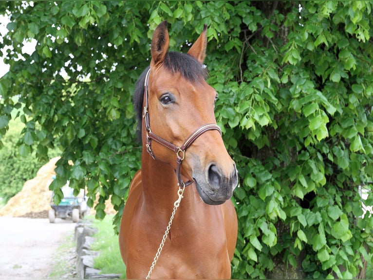 Schweizer Warmblut Stute 5 Jahre 170 cm Brauner in Schwarzenburg