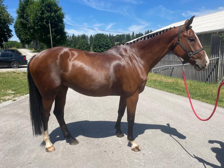 Schweizer Warmblut Stute 5 Jahre 170 cm Brauner in La Chaux-de-Fonds