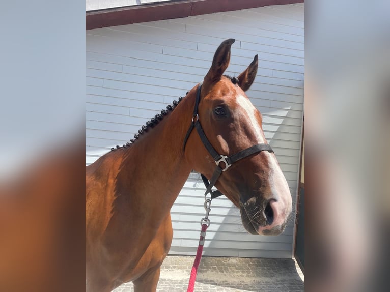 Schweizer Warmblut Stute 5 Jahre 170 cm Brauner in La Chaux-de-Fonds