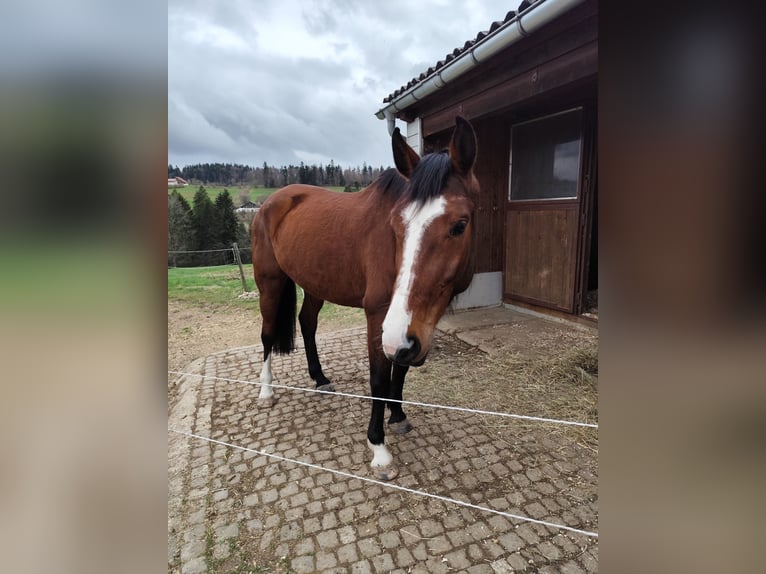Schweizer Warmblut Stute 5 Jahre 170 cm in La  Chaux-de-Fonds