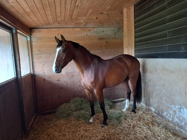 Schweizer Warmblut Stute 5 Jahre 170 cm in La  Chaux-de-Fonds