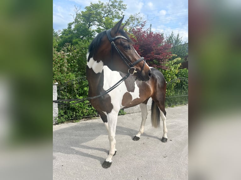 Schweizer Warmblut Stute 5 Jahre in Buchs ZH
