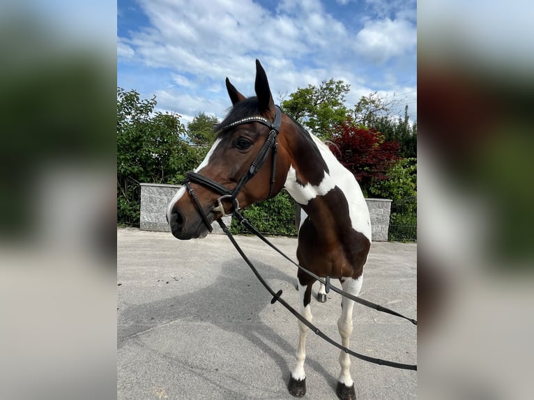 Schweizer Warmblut Stute 5 Jahre in Buchs ZH