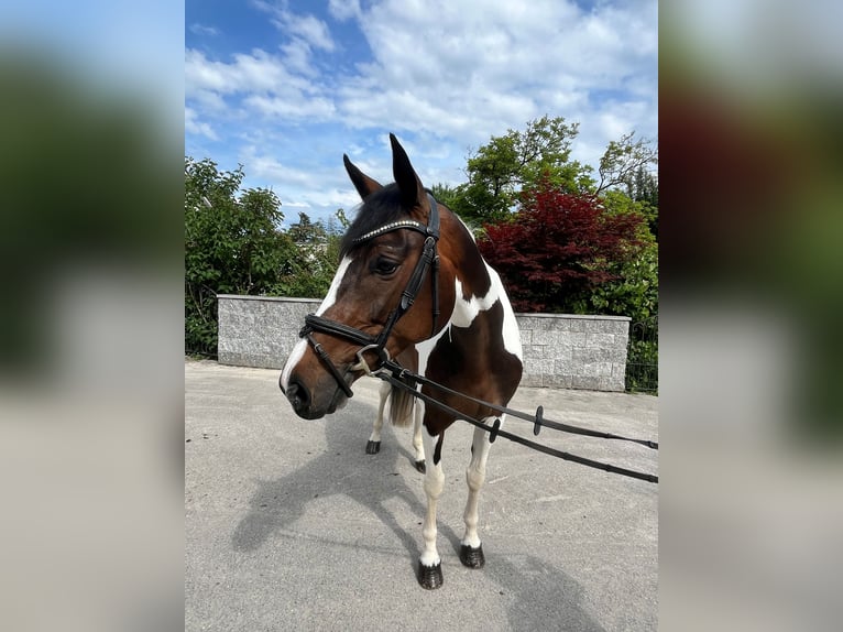 Schweizer Warmblut Stute 5 Jahre in Buchs ZH