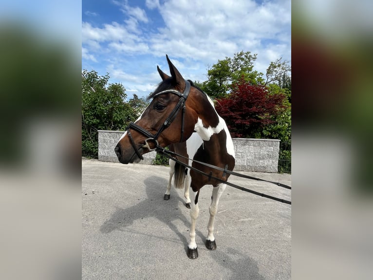 Schweizer Warmblut Stute 5 Jahre in Buchs ZH