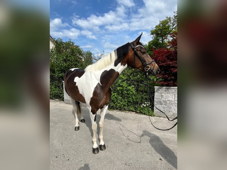 Schweizer Warmblut Stute 5 Jahre in Buchs ZH