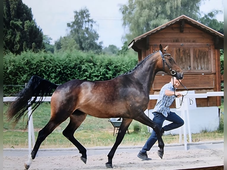 Schweizer Warmblut Stute 6 Jahre 163 cm Dunkelbrauner in Hasle LU