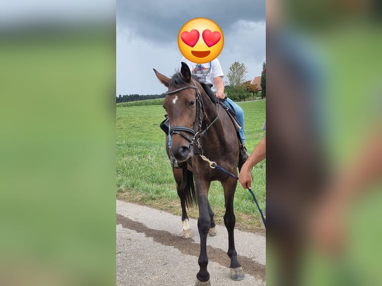 Schweizer Warmblut Stute 6 Jahre 163 cm Dunkelbrauner in Hasle LU