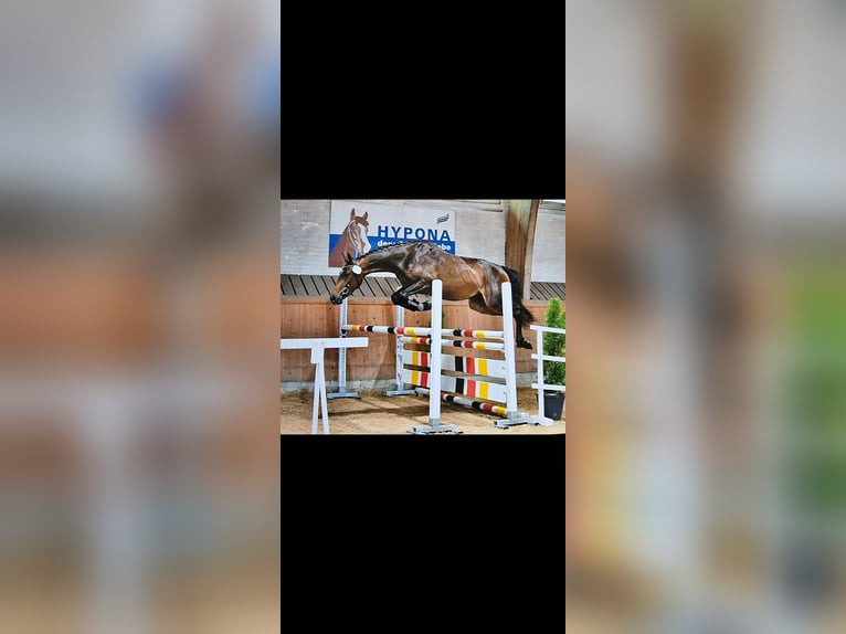 Schweizer Warmblut Stute 6 Jahre 163 cm Dunkelbrauner in Hasle LU