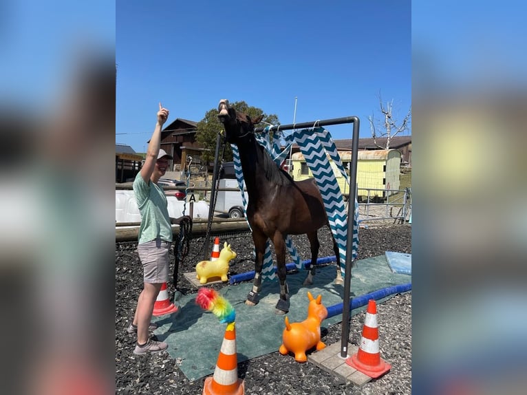 Schweizer Warmblut Stute 6 Jahre 165 cm Brauner in Meilen