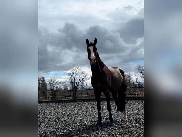 Schweizer Warmblut Stute 6 Jahre 165 cm Brauner in Meilen