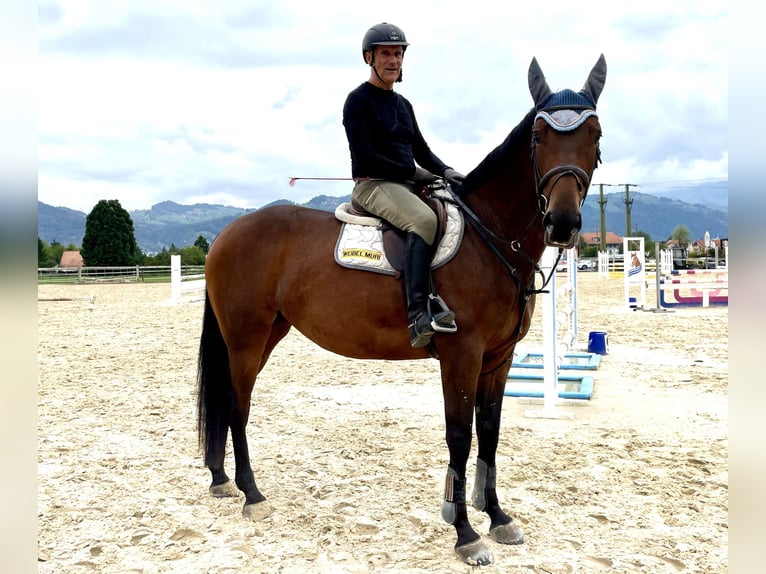 Schweizer Warmblut Stute 6 Jahre 165 cm Brauner in Gwatt (Thun)Gwatt