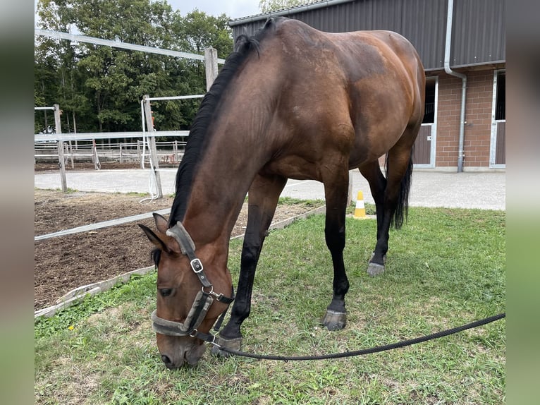 Schweizer Warmblut Stute 6 Jahre 165 cm Brauner in Gwatt (Thun)Gwatt