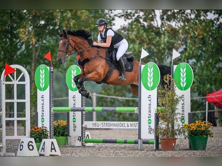 Schweizer Warmblut Stute 6 Jahre 165 cm Brauner in Hintermoos