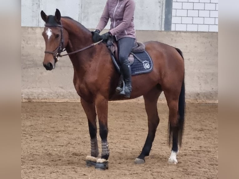 Schweizer Warmblut Stute 6 Jahre 167 cm Brauner in Langenthal