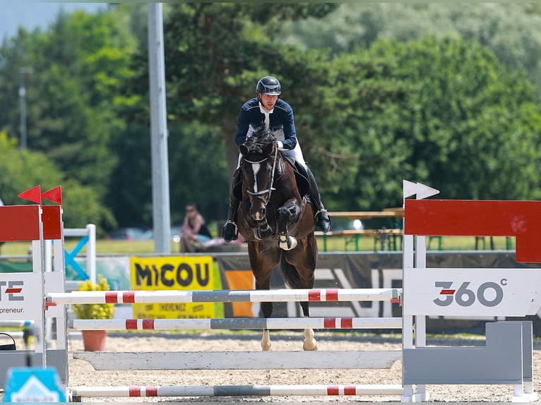 Schweizer Warmblut Stute 6 Jahre Schwarzbrauner in Les Enfers