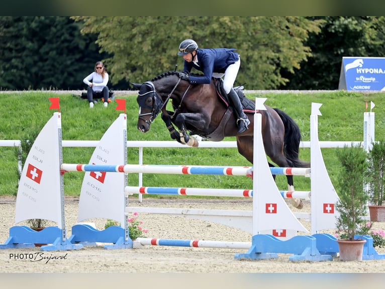 Schweizer Warmblut Stute 6 Jahre Schwarzbrauner in Les Enfers