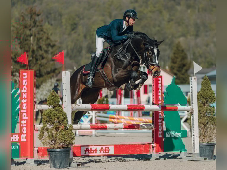 Schweizer Warmblut Stute 6 Jahre Schwarzbrauner in Les Enfers