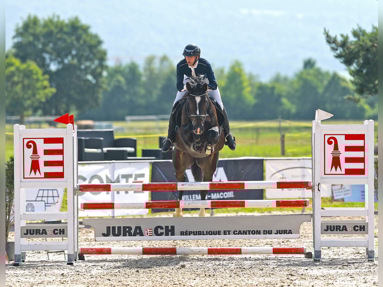 Schweizer Warmblut Stute 6 Jahre Schwarzbrauner in Les Enfers