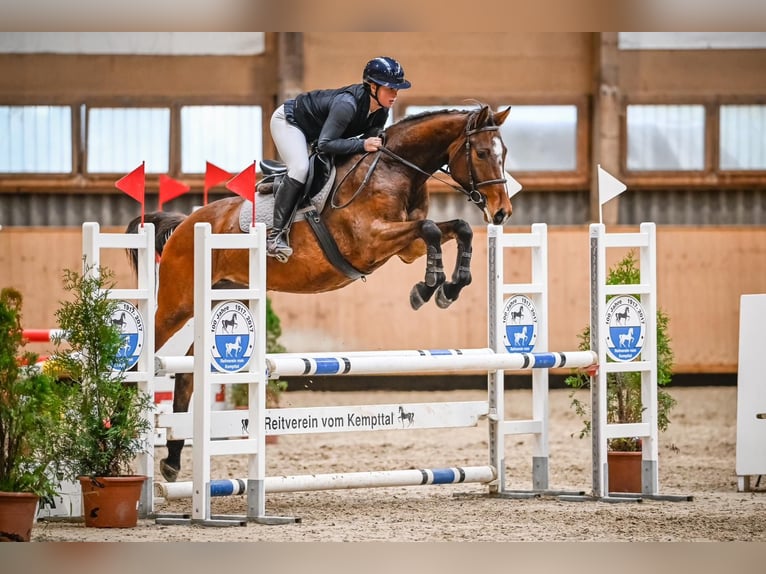 Schweizer Warmblut Stute 7 Jahre 163 cm Brauner in Oberkirch LU