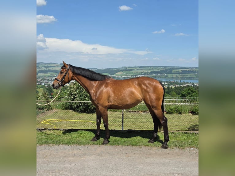 Schweizer Warmblut Stute 7 Jahre 163 cm Brauner in Oberkirch LU