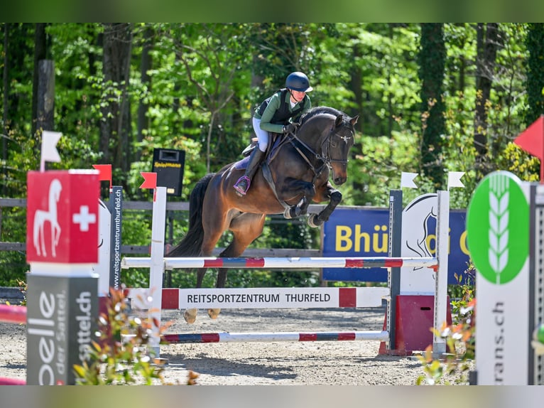 Schweizer Warmblut Stute 7 Jahre 165 cm Dunkelbrauner in St. Pelagiberg
