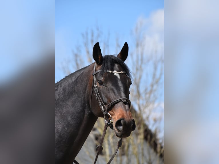 Schweizer Warmblut Stute 7 Jahre 165 cm Dunkelbrauner in St. Pelagiberg