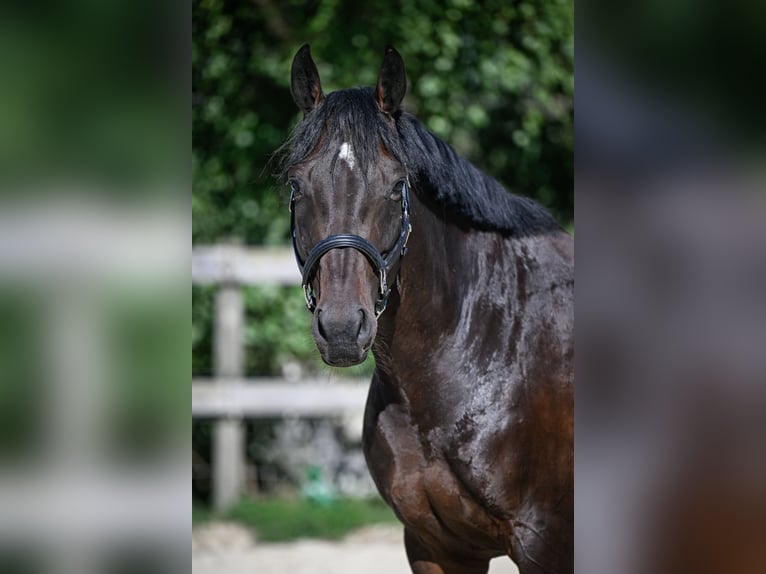 Schweizer Warmblut Stute 7 Jahre 166 cm Dunkelbrauner in St. Pelagiberg