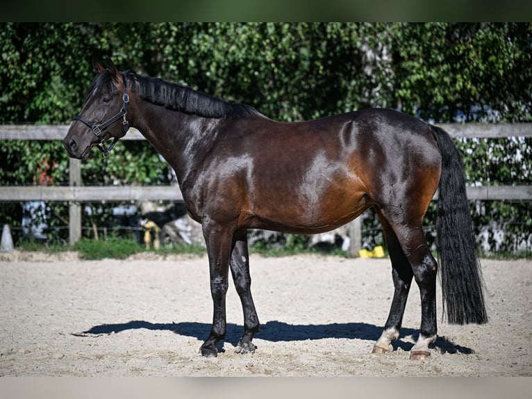 Schweizer Warmblut Stute 7 Jahre 166 cm Dunkelbrauner in St. Pelagiberg