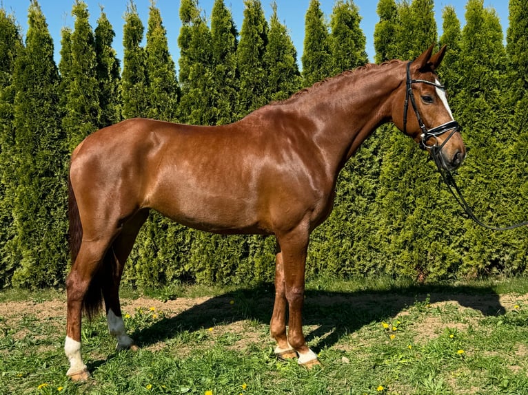 Schweizer Warmblut Stute 7 Jahre 166 cm Fuchs in Renningen