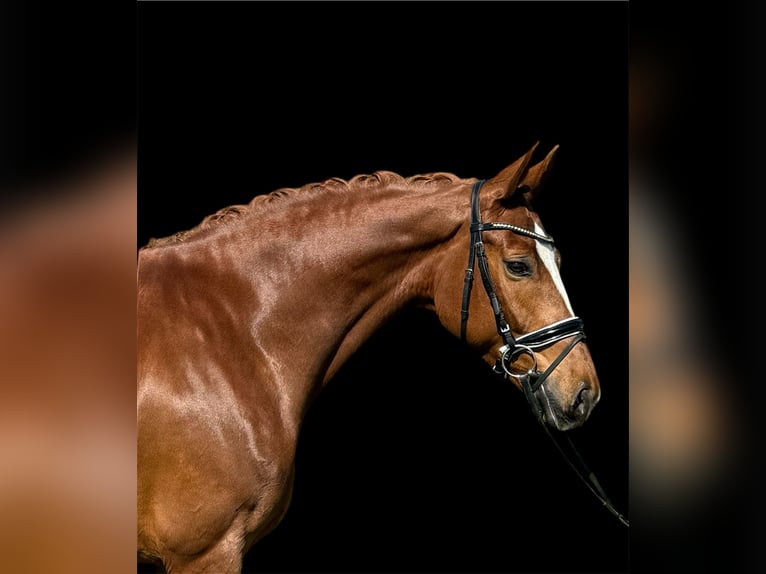Schweizer Warmblut Stute 7 Jahre 166 cm Fuchs in Renningen
