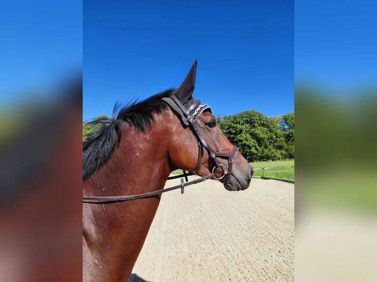 Schweizer Warmblut Stute 7 Jahre 168 cm Brauner in Langenthal