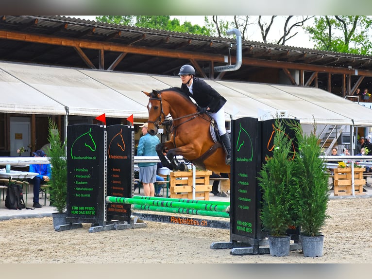 Schweizer Warmblut Stute 7 Jahre 168 cm Brauner in Langenthal